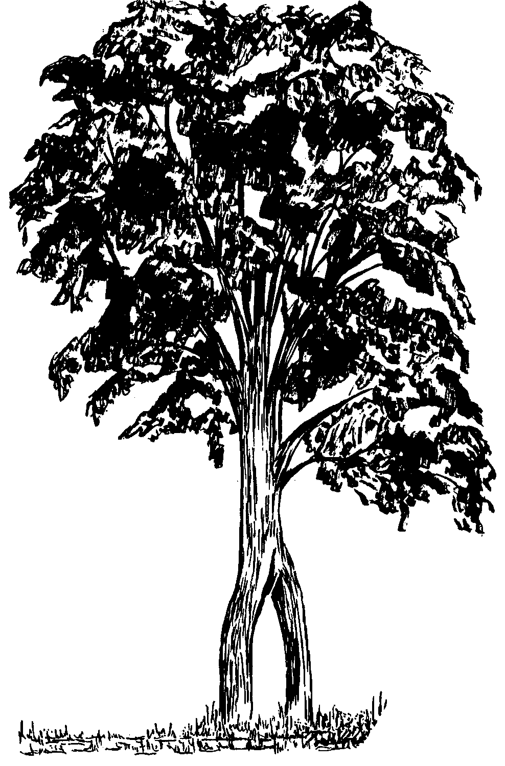 The 				Double Trunk Maple Tree