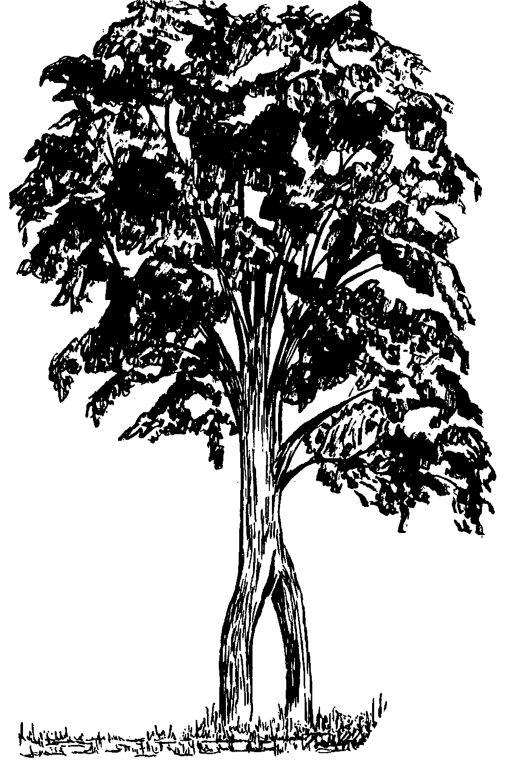 The Double Trunk Maple Tree